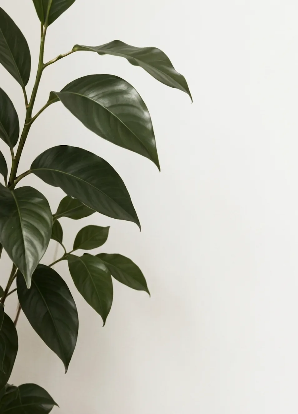 Josh Devine in the private treatment room